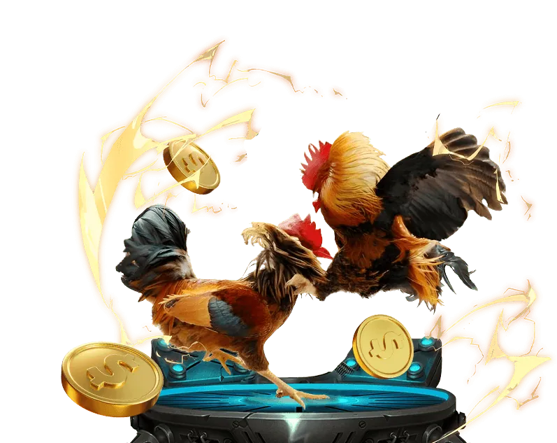 Hình ảnh chiến kê đá gà cựa sắt với cựa thép sắc bén.